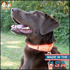 Country Brook Petz - Martingale Dog Collar - Heavy-Duty Training Collar with No Buckle - Service Dog Collar for All Pups - 10+ Warm Colors (Hot Orange, 3/4 Inch, Small)