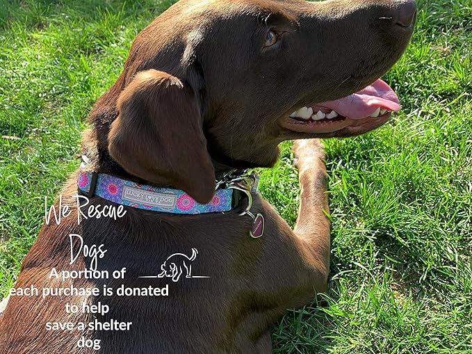 Lucky Love Dog, Boho Chic Matching Dog Collar and Leash Set, Vivid Pink and Turquoise Collar and Leash for Dogs, Soft, Adjustable, Safe for Training and Walking - (Medium, Clara Combo)