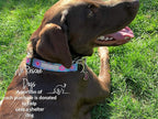 Lucky Love Dog, Boho Chic Matching Dog Collar and Leash Set, Vivid Pink and Turquoise Collar and Leash for Dogs, Soft, Adjustable, Safe for Training and Walking - (Medium, Clara Combo)