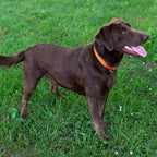 Country Brook Petz - Martingale Dog Collar - Heavy-Duty Training Collar with No Buckle - Service Dog Collar for All Pups - 10+ Warm Colors (Orange, 3/4 Inch, Small)