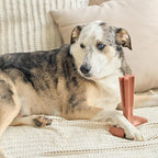 SPOT Bam-Bones Plus T Bone - Bamboo Fiber & Nylon Dog Chew Toy for Moderate to Aggressive Chewers, Non-Splintering, Long-Lasting, 7in Beef Flavor, for Adult Dogs & Teething Puppies Under 90lbs