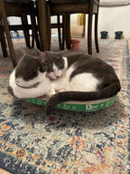 Cat Scratcher Lounge Cardboard Bed – Sturdy Oval Shape for Claw Care and Comfort