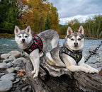 EcoBark Step in Dog Harness - Eco-Friendly Teacup Dog Harnesses for XXS, XS, and Small Dogs - Reflective and Adjustable Mini Body Halter Vest -Tiny Soft Mesh Toy Breed Harness (XXXS, Plaid)