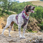 Kurgo Journey Air Dog Harness - Secure Fit for Active Dogs - Padded Chest - Lightweight Ripstop Fabric - Breathable Mesh - Reflective Trim - Back Assist Handle - Purple - Small