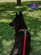 Regal Dog Products Martingale Collar for Dogs - Waterproof Biothane Collar for Small, Medium, Large Dogs - Limited Cinch Heavy Duty Chain for No Pull Dog Walking and Pet Training (Large, Orange)