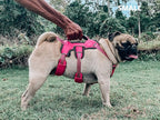 Tuff Pupper Escape Proof No Escape Dog Harness | 5 Point Adjustable Fit Harness for Dogs | Padded Dog Harnesses | Handle Dog Lift Harnesses