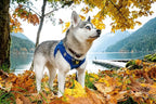 EcoBark Step in Dog Harness - Reflective Soft Luxurious Mesh Dog Harnesses for Small and Medium Breed Dogs - Eco-Friendly Comfort Secure Halter No Pull Adjustable Pet Vest (Royal Blue, XL)
